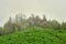 Misty forest landscape. A green meadow in the foreground and conifers in the fog in the background. Mountain small Thach