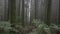 Misty forest in Sao Miguel Island, Azores, Portugal. Camera moves through the branches of trees in foggy wet forest