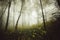 Misty forest with spooky atmosphere in autumn