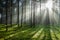 Misty forest at sunrise in autumn, Poland