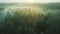 Misty Forest at Sunrise - Captivating Aerial Photography of Nature\'s Tranquil Beauty