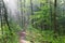 Misty Forest Trail at Castle Mound