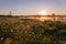 Misty Golden Sunrise Reflecting over Dandelion covered Meadows and Lake in Spring.