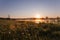 Misty Golden Sunrise Reflecting over Dandelion covered Meadows and Lake in Spring.