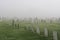 Misty Graveyard