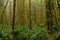 Misty Green Forest with Ferns Covering Ground