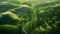 Misty green landscape serene rolling hills with lush vegetation and winding path