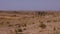 Misty haze above Sahara desert, palm trees and desert plants on sky background