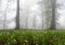 Misty Hyrcanian forest with spring flower on ground