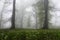 Misty Hyrcanian forest with spring flower on ground