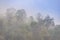 Misty jungle in Asia has sunrises evaporating morning dew Chiang Mai
