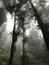 Misty Jungle Bromeliad Forest Silhouettes