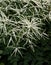 Misty Lace Goatsbeard Plant Aruncus