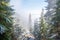 Misty landscape of morning in a moutain forest. Sun rays flowing through the evergreen pine and fir tree branches. Melting first