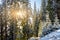 Misty landscape of morning in a moutain forest. Sun rays flowing through the evergreen pine and fir tree branches. Melting first