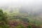 MISTY LANDSCAPE WITH WATER HOLE AND GREEN VEGETATION