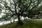 Misty laurisilva dominant tree on Fanal,Madeira