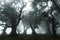 Misty laurisilva forest on Fanal,Madeira