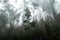 Misty laurisilva rainforest on Madeira