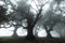 Misty laurisilva rainforest on Madeira , Fanal