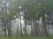 Misty Light Through Mountain Pines in Thick Fog