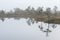 Misty marsh landscape