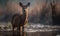 Misty Marshland Serenity Photo of Chinese water deer standing alertly in a misty marshland its delicate features and unique