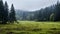 Misty Meadow With Deciduous Trees And Firs In Rainy Weather