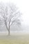 Misty meadow with leafless maple tree