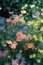 Misty Meadow Melodies: Floral Serenade