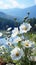 Misty meadow with white flowers in the foreground against the backdrop of mountains. Empty background with copy space.