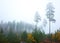 Misty mid october coniferous forest with tall old trees