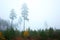 Misty mid october coniferous forest with tall old trees