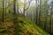 Misty mood in primeval forest. Bieszczady Mountains, Carpathians, Poland