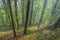 Misty mood in primeval forest. Bieszczady Mountains, Carpathians, Poland