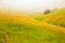 Misty morning in Alps, colourful field at the foot of a high mountain, italian alpine summer landscape. Idyllic