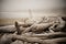 Misty morning on a driftwood-filled beach near Tofino, Canada