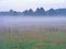 Misty morning / fog on meadow