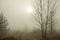 Misty morning on the forest. Beautiful autumn trees on a fog. The trail on a meadow.