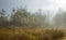 Misty morning on the forest. Beautiful autumn trees on a fog. The trail on a meadow.