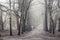 Misty morning in Hampstead Heath, London