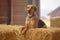 Misty Morning with a Happy Labrador on a Haystack