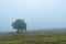 Misty morning and a lonely tree in a grassland