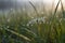 misty morning meadow with close-up of dewdrop on blade of grass