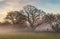 Misty morning oak trees in winter