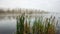 Misty morning on the river, panoramic landscape in the countryside