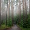 Misty morning road