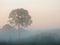 Misty Morning with Sunrise with Single Tree in Prairie