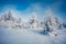 Misty morning view of mountain forest. Superb outdoor scene with fir trees covered of fresh snow. Beautiful winter landscape. Happ