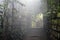 Misty morning view in the woods with natural wooden fence and sun light along the alley. Beautiful path in the village